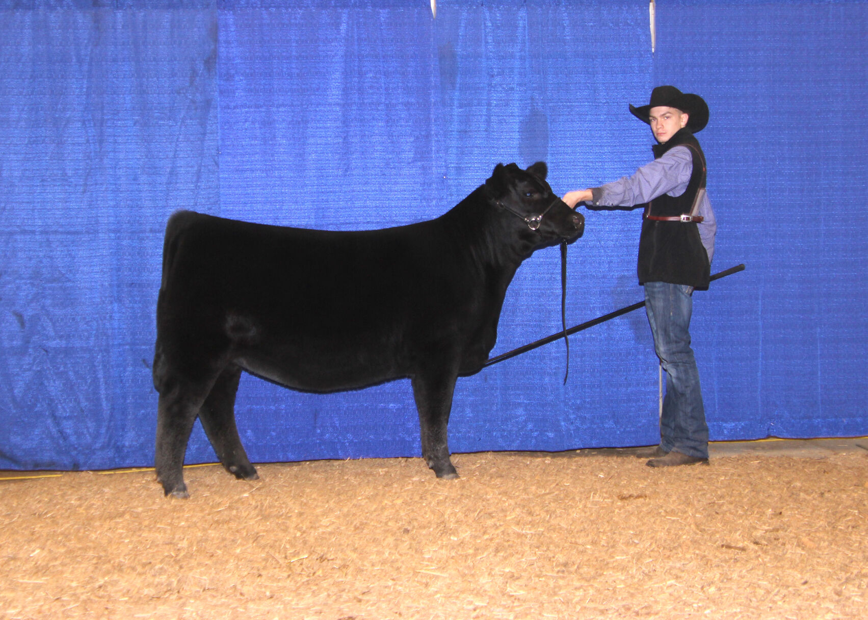 Denton's heifer wins champion at Angus show